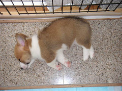 Resize of PICT0571_thumb.jpg